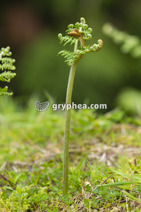 Fougère aigle - jeune fronde (Pteridium aquilinum)  - gryphea.org